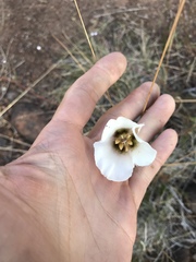 Calochortus howellii
