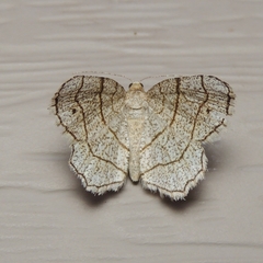Trigrammia quadrinotaria