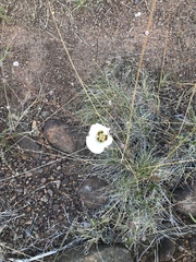 Calochortus howellii