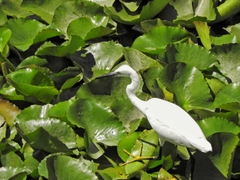 Egretta garzetta
