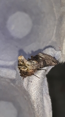 Abrostola tripartita