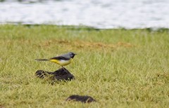 Motacilla cinerea patriciae