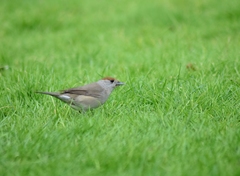 Sylvia atricapilla gularis