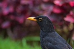 Turdus merula azorensis