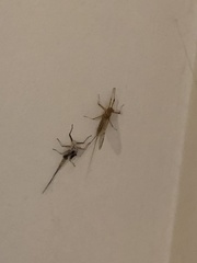 Ephemeroptera