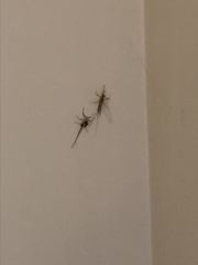 Ephemeroptera
