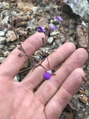 Collinsia linearis