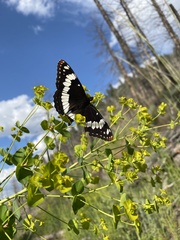 Limenitis weidemeyerii × lorquini