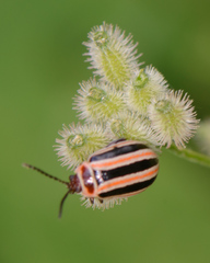 Kuschelina miniata