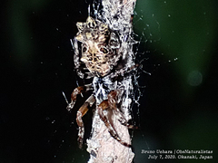 Cyclosa octotuberculata