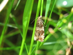 Syricoris lacunana