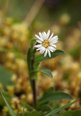 Noticastrum marginatum