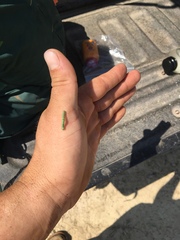 Evergestis rimosalis