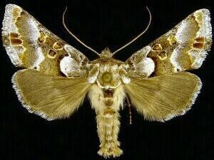 Euchalcia