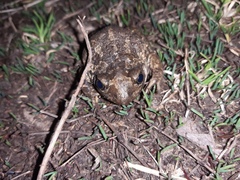 Pelobates vespertinus