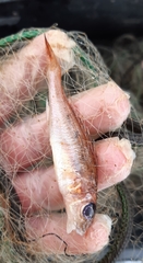 Gymnocephalus cernua