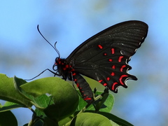 Parides photinus
