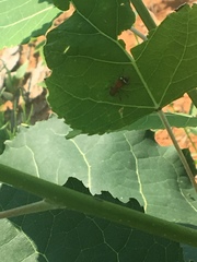 Enoclerus lunatus
