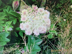 Angelica lucida