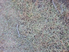 Pilosella castellana