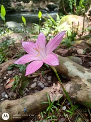 Zephyranthes carinata