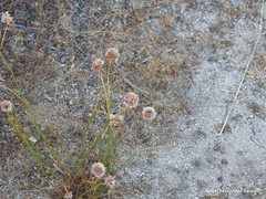 Armeria arenaria