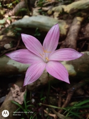 Zephyranthes carinata