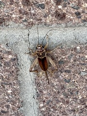 Gryllus staccato