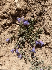 Penstemon caespitosus desertipicti