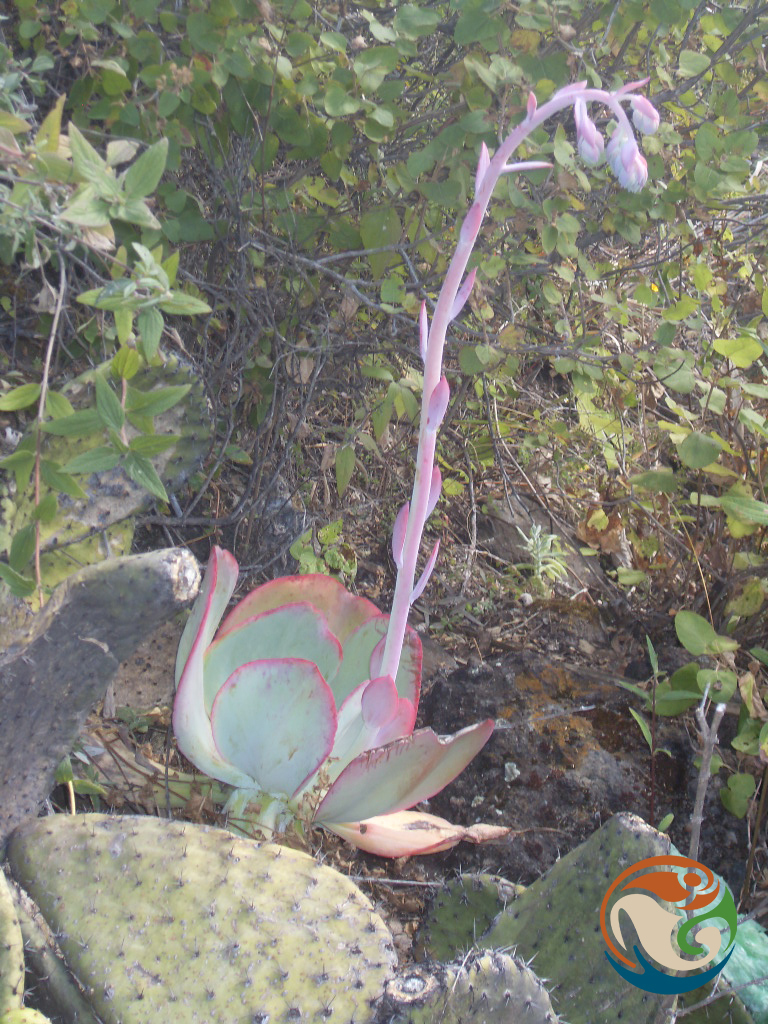 Echeveria gigantea, Santa Catarina Yutandú