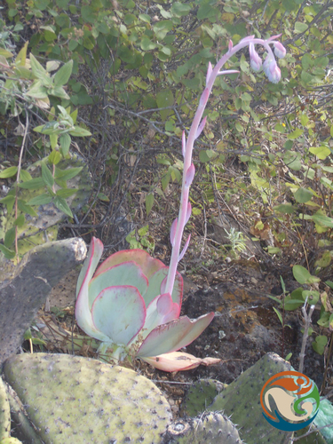 Echeveria gigantea