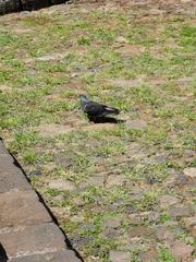 Columba livia domestica