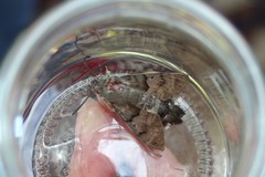 Macroglossum stellatarum