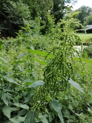 Urtica dioica