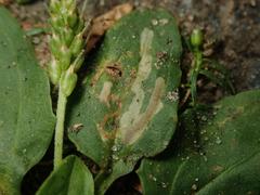Phytomyza plantaginis
