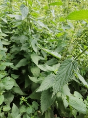 Urtica dioica
