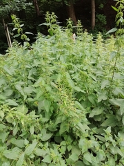 Urtica dioica