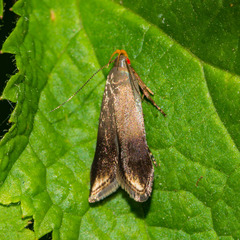 Anacampsis nonstrigella