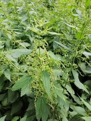 Urtica dioica