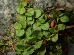 Veronica serpyllifolia