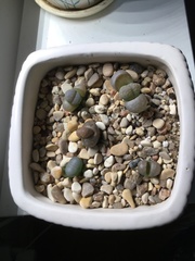 Lithops