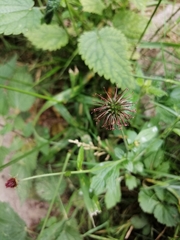 Geum urbanum