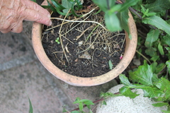 Macroglossum stellatarum