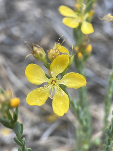 King's flax (Linum kingii)