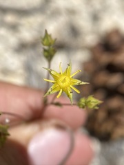 Ivesia sabulosa