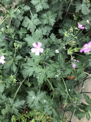 Geranium × oxonianum