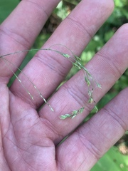 Poa saltuensis