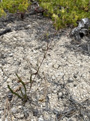 Ivesia sabulosa