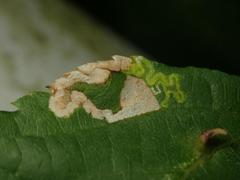 Stigmella tiliae