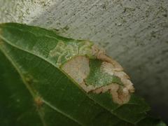 Stigmella tiliae